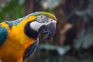 Blue and yellow macaw HD243202225 300x200 - Blue and yellow macaw HD - yellow, Macaw, Kitty, blue, and